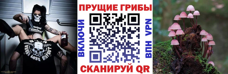 купить наркотики сайты  Избербаш  Псилоцибиновые грибы Cubensis 